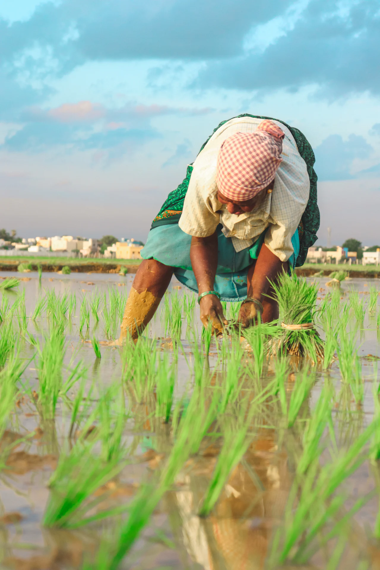 A farmer tending young rice plants in a flooded field.