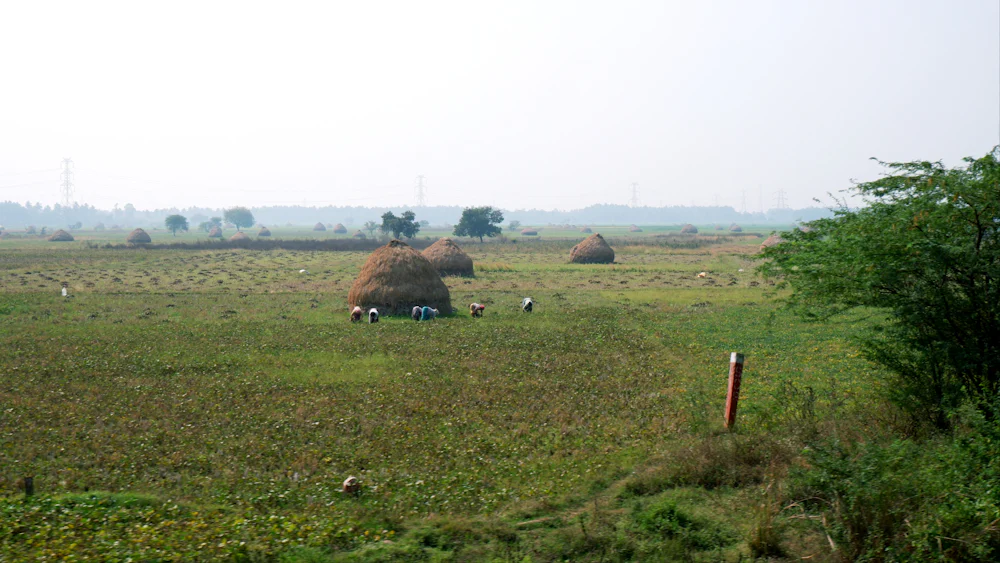 A broad agricultural landscape with small haystacks across the field.