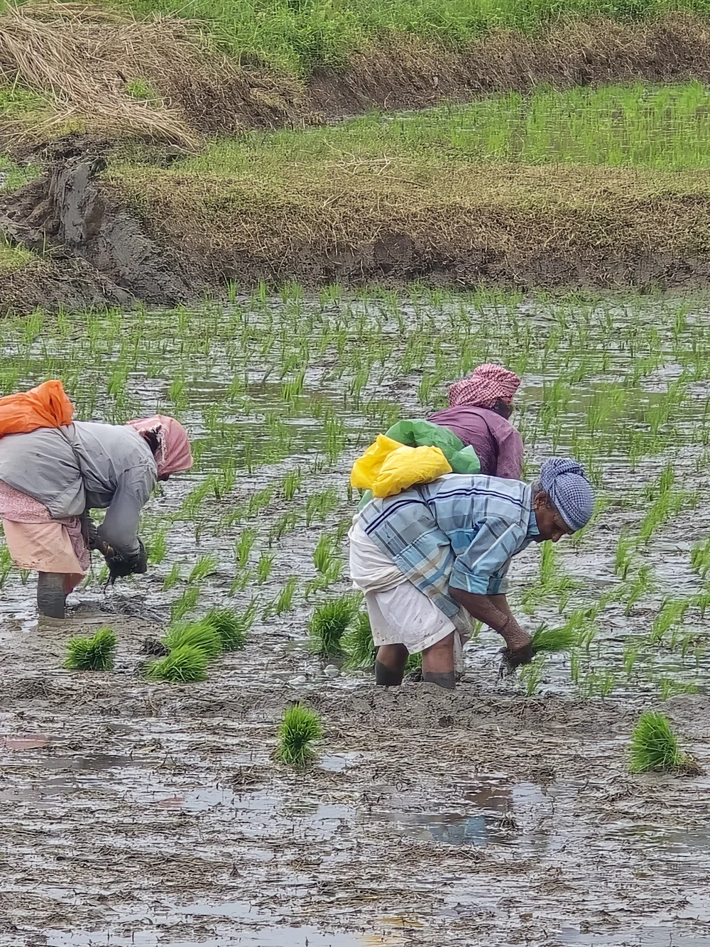 Farmers transplanting rice seedlings into a flooded field