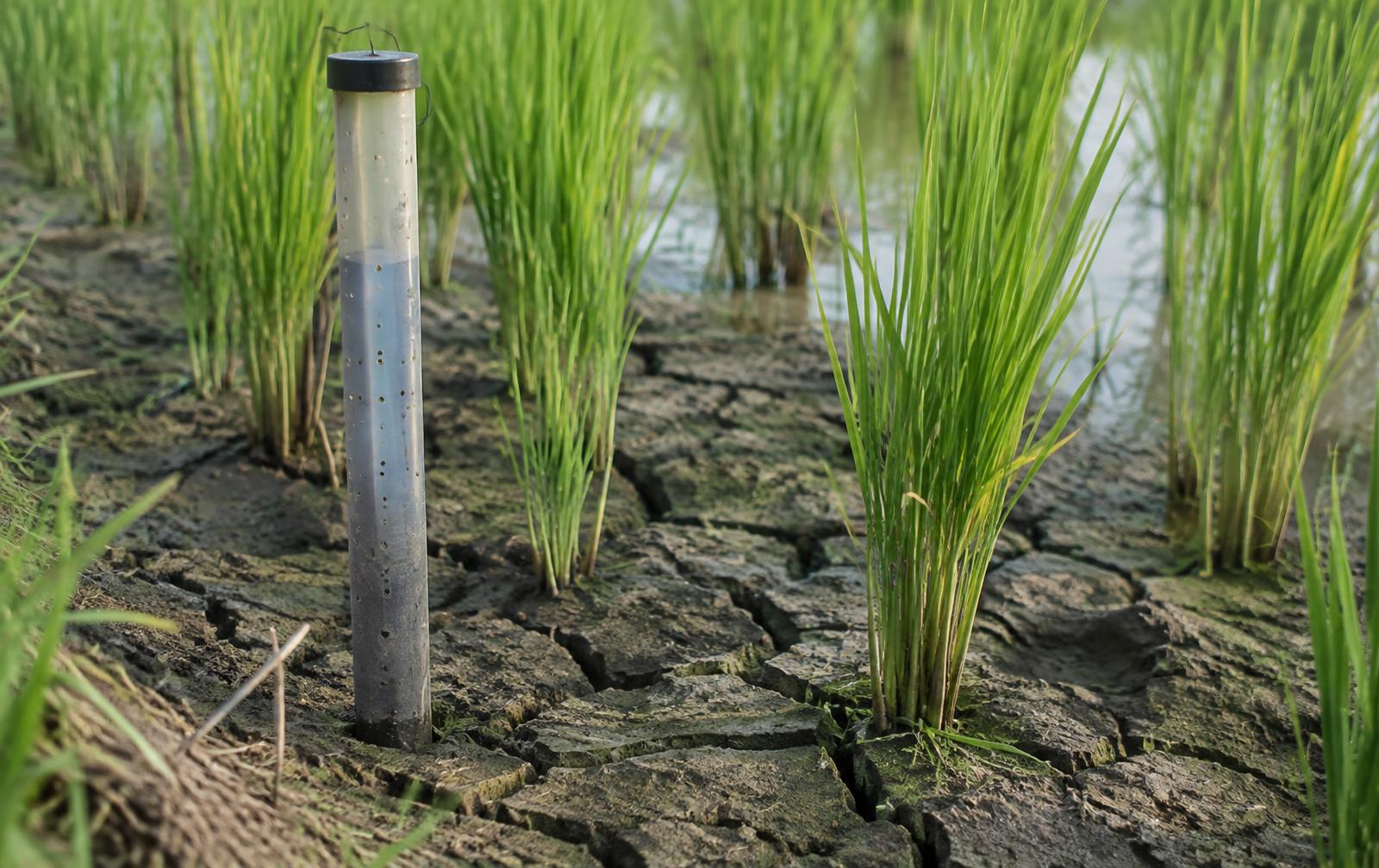 Illustrative rice field water-level observation
