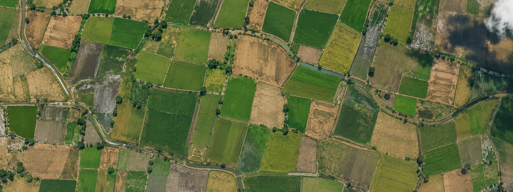 AI-generated overhead view of a Punjab rice-field mosaic; illustrative context, not live imagery.