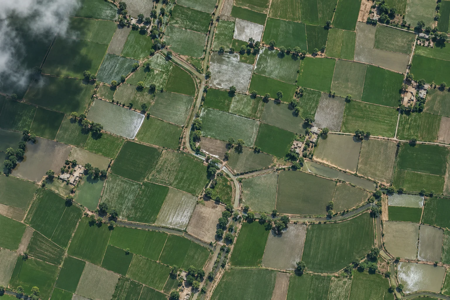 AI-generated overhead view of a Punjab rice-field mosaic; illustrative context, not live imagery.