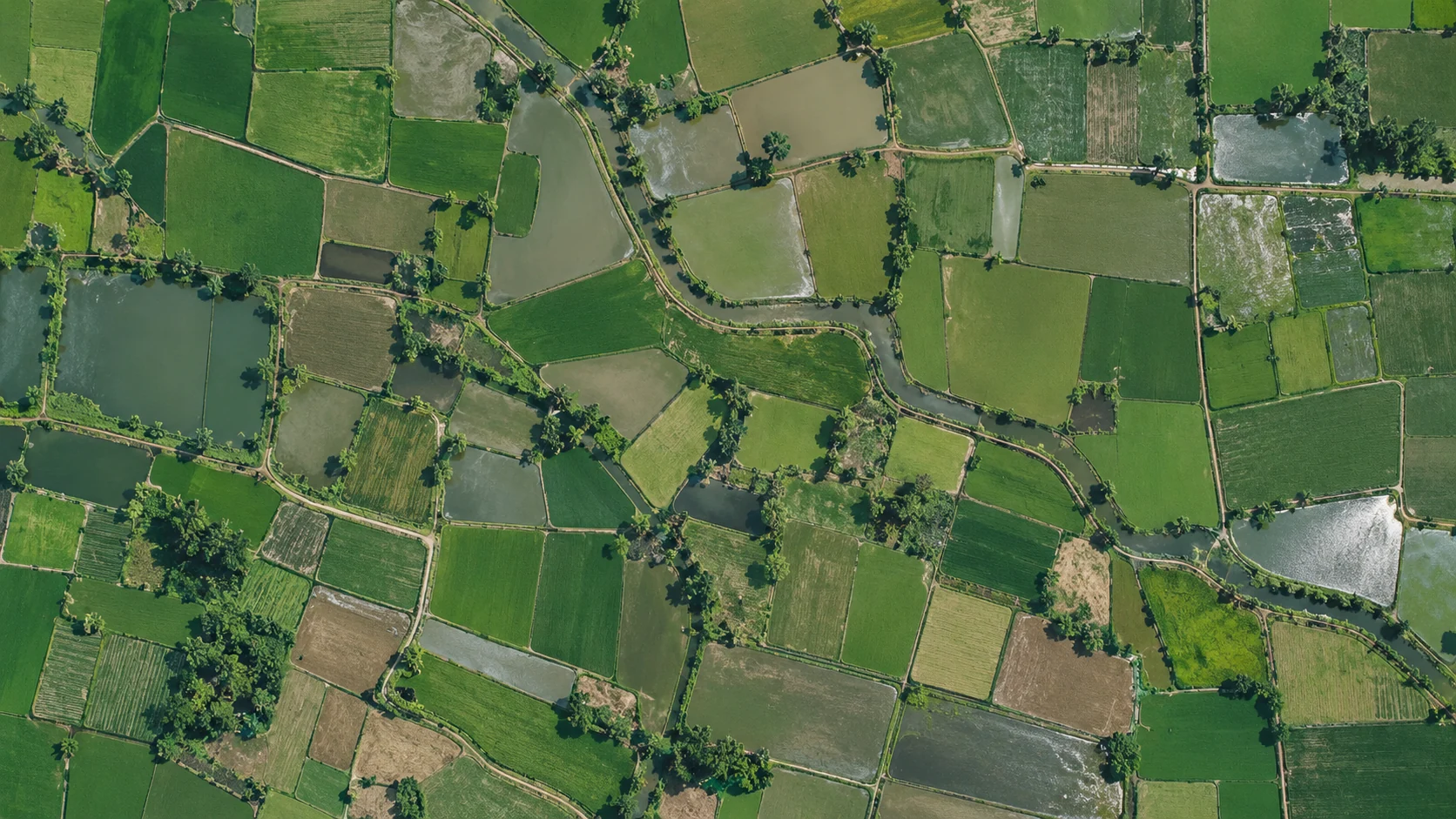 AI-generated overhead view of a Punjab rice-field mosaic; illustrative context, not live imagery.
