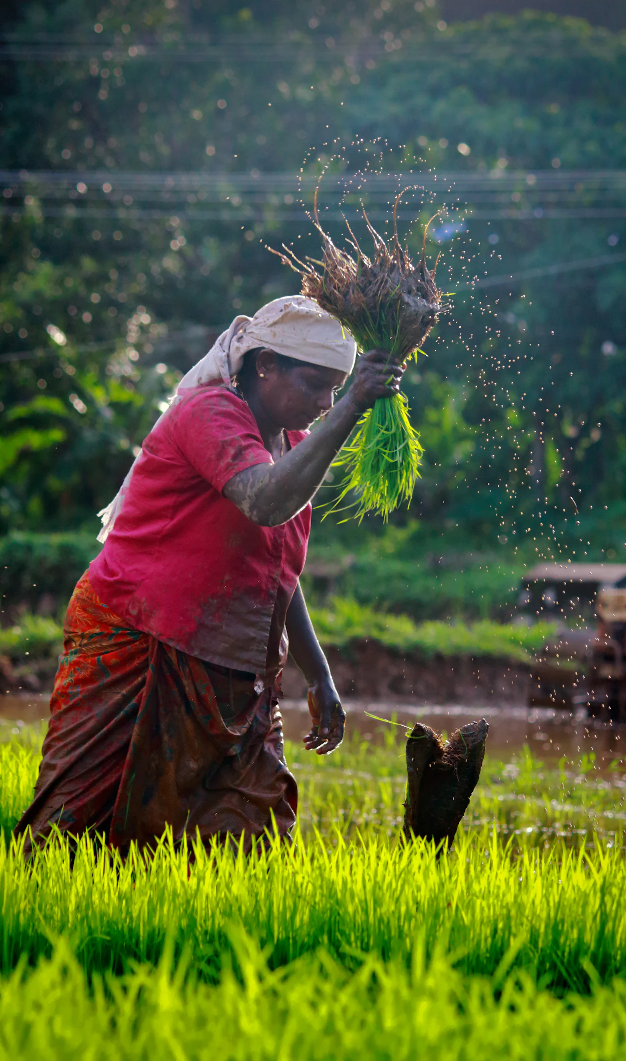 A farmer carrying a bundle of rice seedlings in a green field.