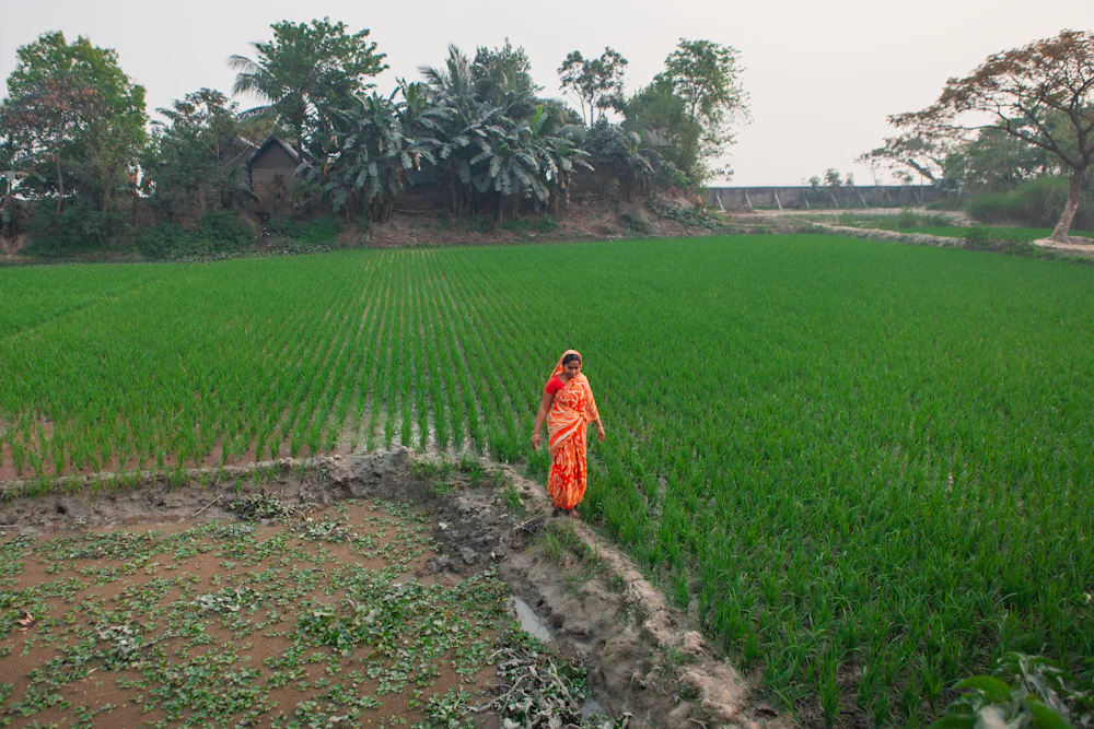 A farmer walking beside rows of rice in a green field