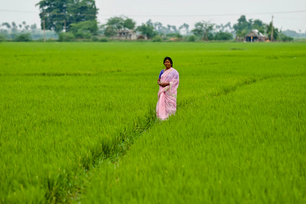 A farmer standing among green rice rows.