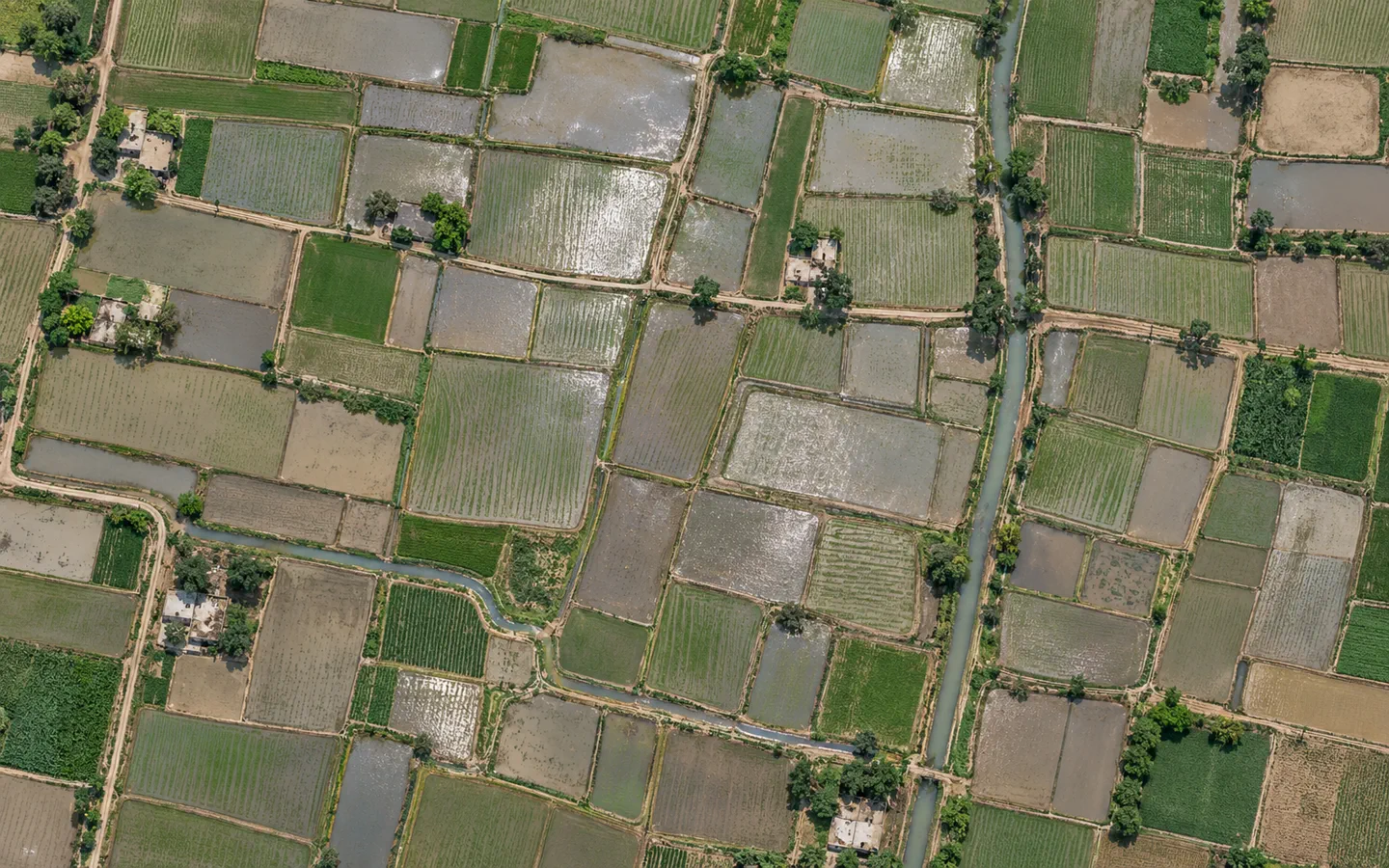 Illustrative overhead view of rice parcels with visible surface water and field boundaries